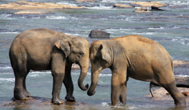 Sri Lanka, Perla del Océano Índico Sri Lanka, Perla del Océano Índico