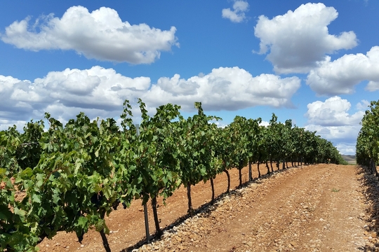 El origen del vino, La Rioja