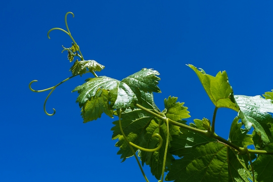 Descubre la importancia del vino en La Rioja