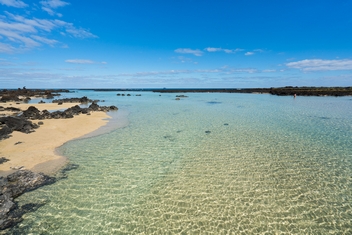 Caletón blanco