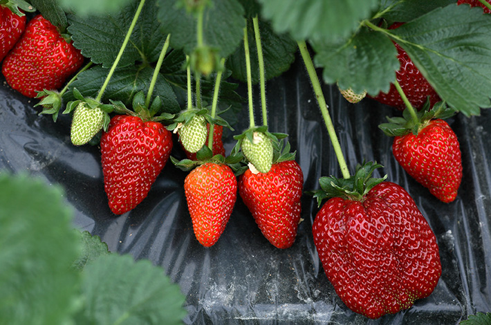 Maresme Strawberries