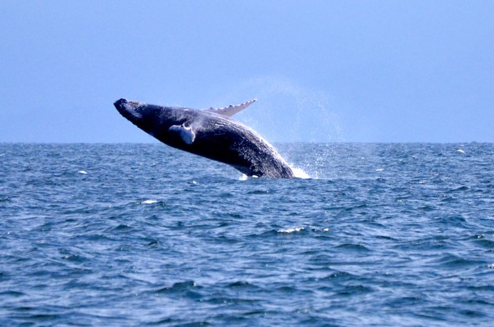 Avistamiento de ballenas