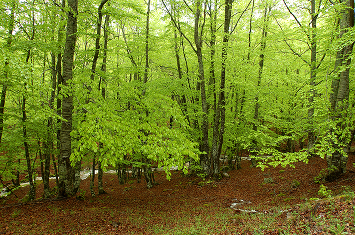 Bosque de hayas