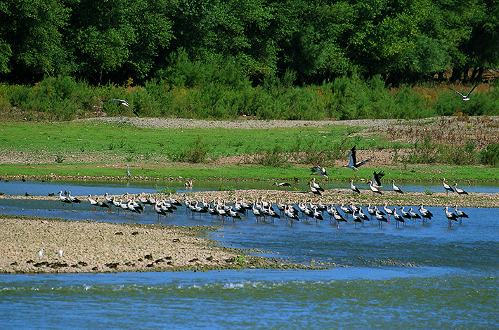 Reserva Natural de los Sotos del Ebro de Alfaro