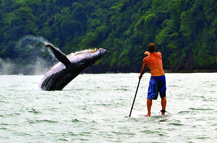 Avistamiento de Ballenas