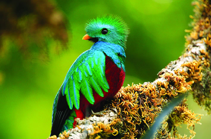 Quetzal