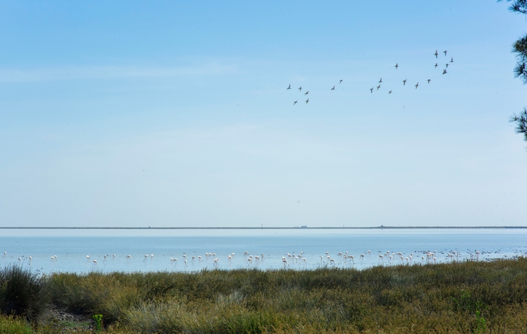 Flamencos Parque de Doñana