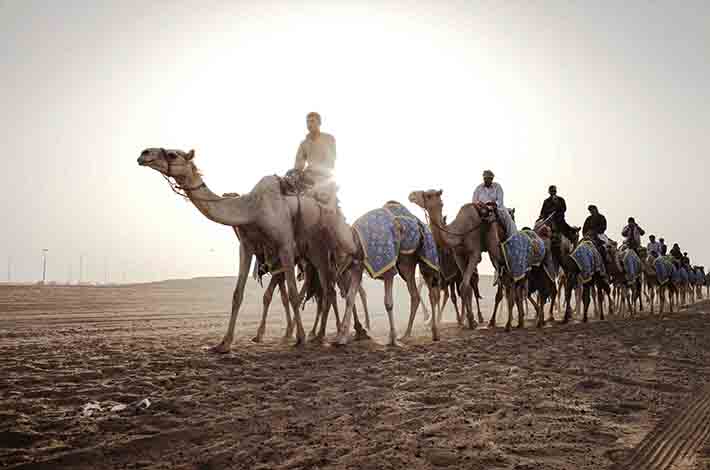 Camellos en el desierto