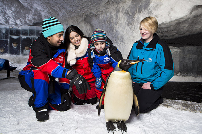 Pingüinos en Ski Dubái