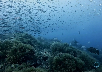 Fondos marinos de Costa Cálida