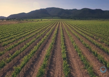 Enoturismo de Murcia