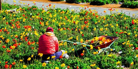 Viajes a Chiba