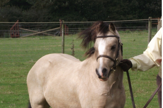 Anímate a montar en caballo, Gales