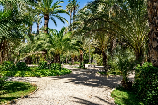 Palmeral de Elche