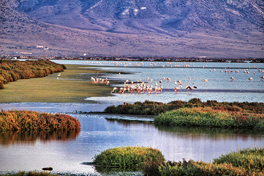 Humedal con flamencos en el Cabo de Gata