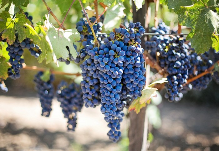 El Penedès