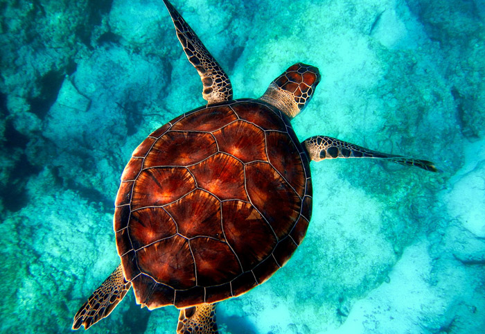 Buceo en Cabo Verde