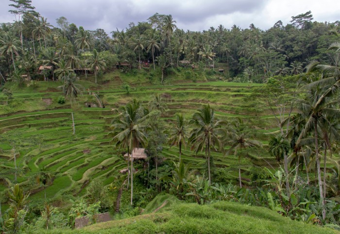 Arrozales Tegalalang