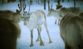 Especial Reyes en Kuusamo: Holiday Club Kuusamo Tropiikki