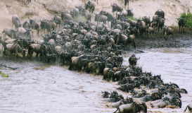 Kenia: Vida Salvaje