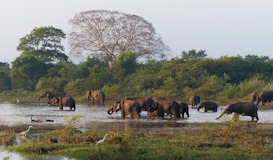 Lo Mejor de Sri Lanka