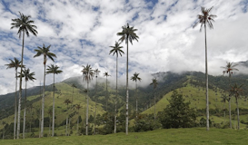 Colombia: Descubre la tierra del café