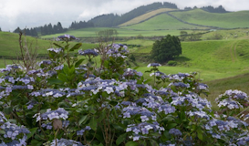 Isla Terceira y Sao Miguel en Fin de Año