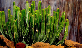 Lanzarote