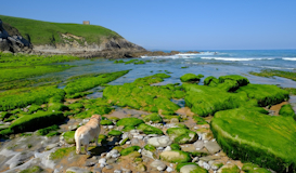 Cantabria con Cabarceno