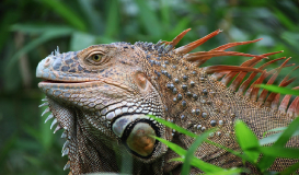 Costa Rica Esencial Especial Nautalia