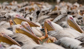 Senegal Espectacular