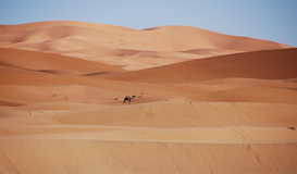 Reyes en el desierto