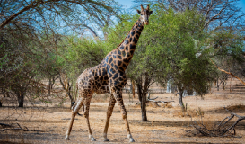 Senegal Expedition: una aventura multisensorial