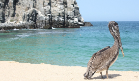 Especial Los Cabos: Baja California Sur México a tu Aire