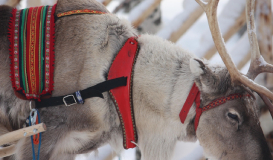 Reyes en Iso Syöte