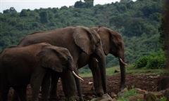 Parques de Kenia Especial Verano