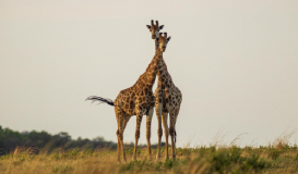 Sudáfrica exotica