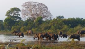 Tesoros de Sri Lanka