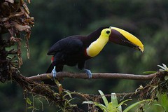 Costa Rica a tu aire