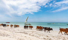 Lo Mejor de Tanzania y Zanzibar