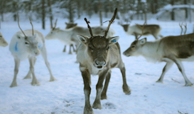 Rovaniemi a tu aire: Santa Claus Holiday Village