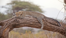 Safari en Kenia con Dubái y Zanzíbar