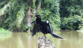 Costa Rica 360°: aventura entre la naturaleza y el Caribe