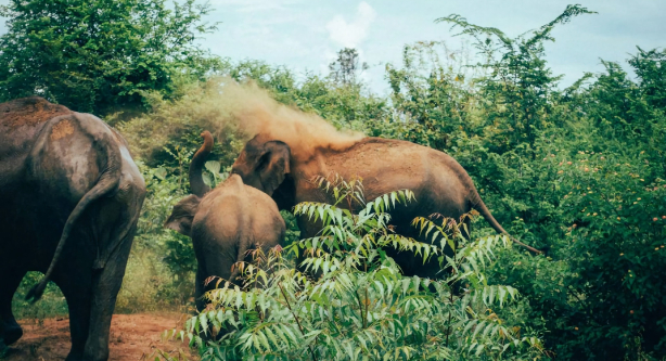 Lo Mejor de Sri Lanka
