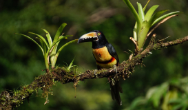 Paisajes de Costa Rica con Guanacaste