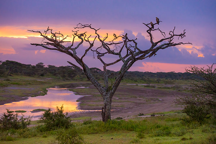 Parque Nacional Serengeti, Tanzania, Safari, Patrimonio de la humanidad por la UNESCO